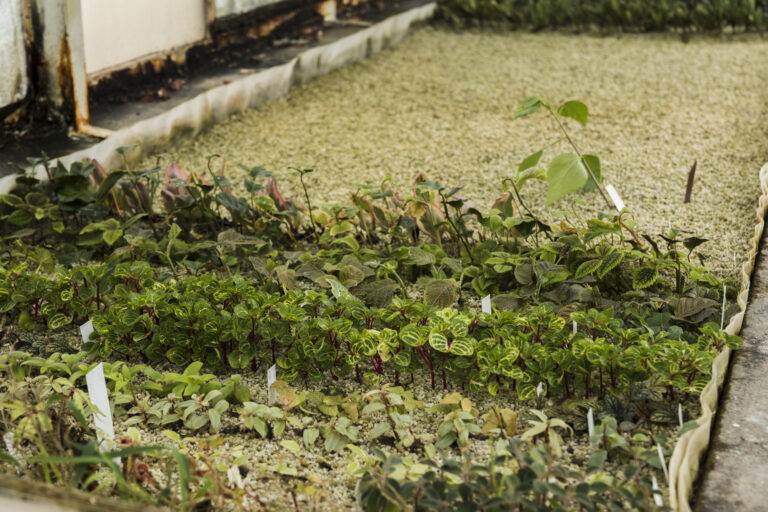 Embracing Sustainability: The Importance of Drought-Resistant Landscaping in Modesto