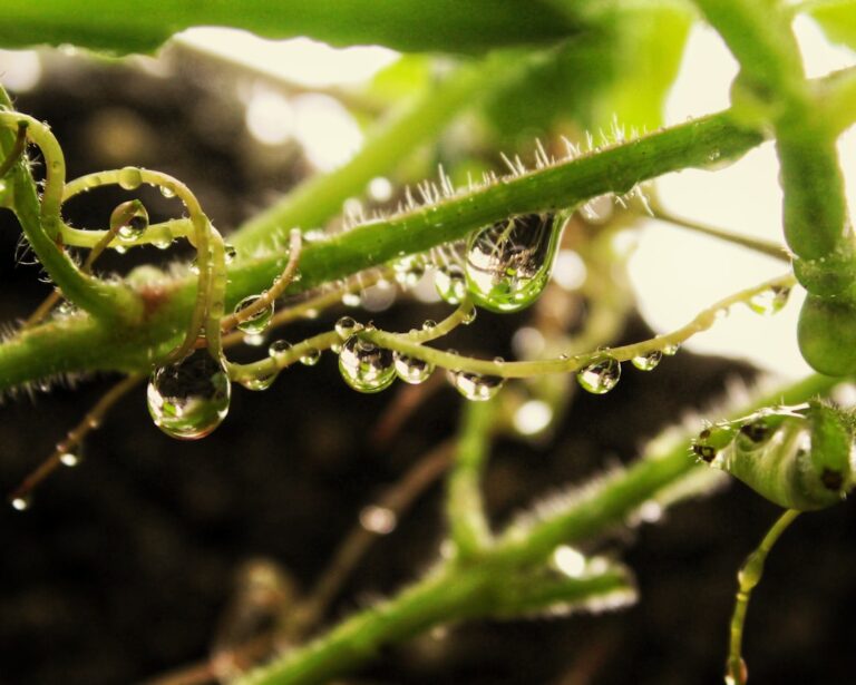 Photo Drip irrigation