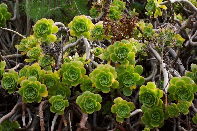 Photo Coastal succulents